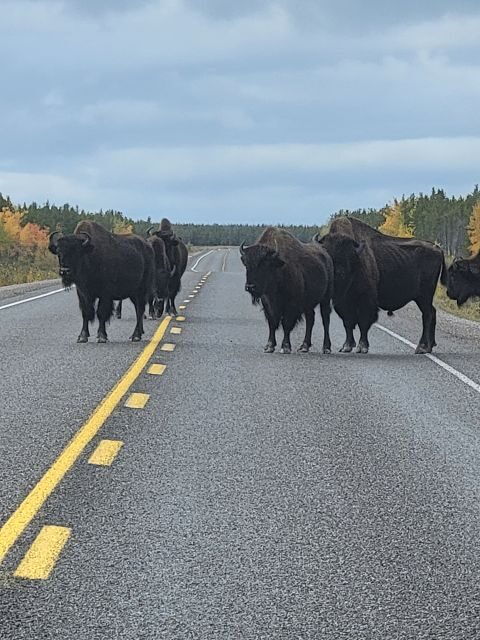 Yellowknife: Wild Bison Highway Tour - Price and value: is $111 worth a half-day?