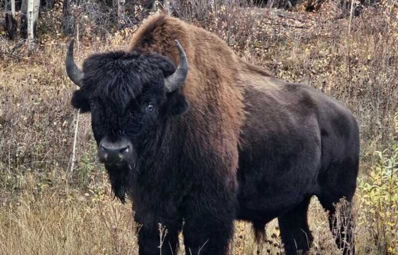 Yellowknife: Wild Bison Highway Tour - Pickup timing and how the day runs (without surprises)