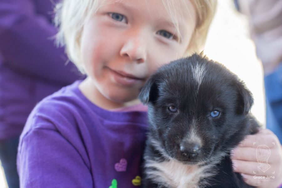 Yukon Dogs and Gold - Key Highlights Worth Planning For