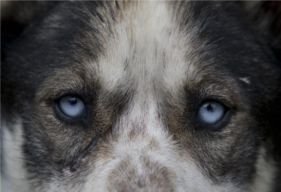 Yukon Dogs and Gold - A 4.5-Hour Mix of White Pass Views, Yukon Dogs, and Gold