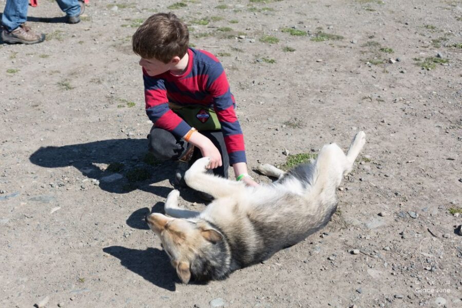Yukon Dogs and Gold - Wildlife Time: How the Guide Helps You Spot More