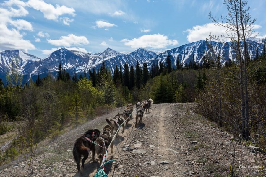 Yukon Dogs and Gold - The Yukon Sled Dog Adventure: Puppies, Power, and Real Work