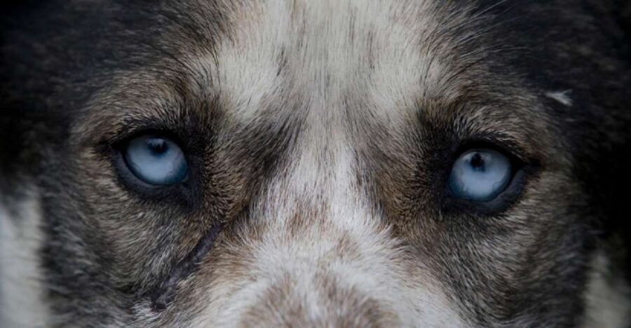 Yukon Dogs and Gold - From the Ship Dock to the Yukon Boundary: Riding White Pass