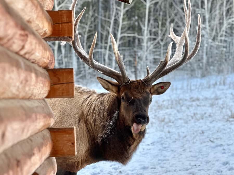 Yukon Wildlife & Nordic Hot Springs Experience - Price and timing: what 5 hours really gets you