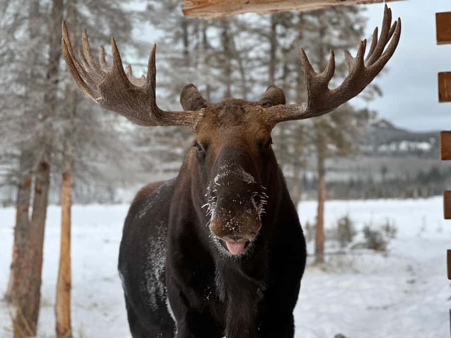 Yukon Wildlife & Nordic Hot Springs Experience - Yukon Wildlife Preserve: spotting iconic animals with a guide, not luck
