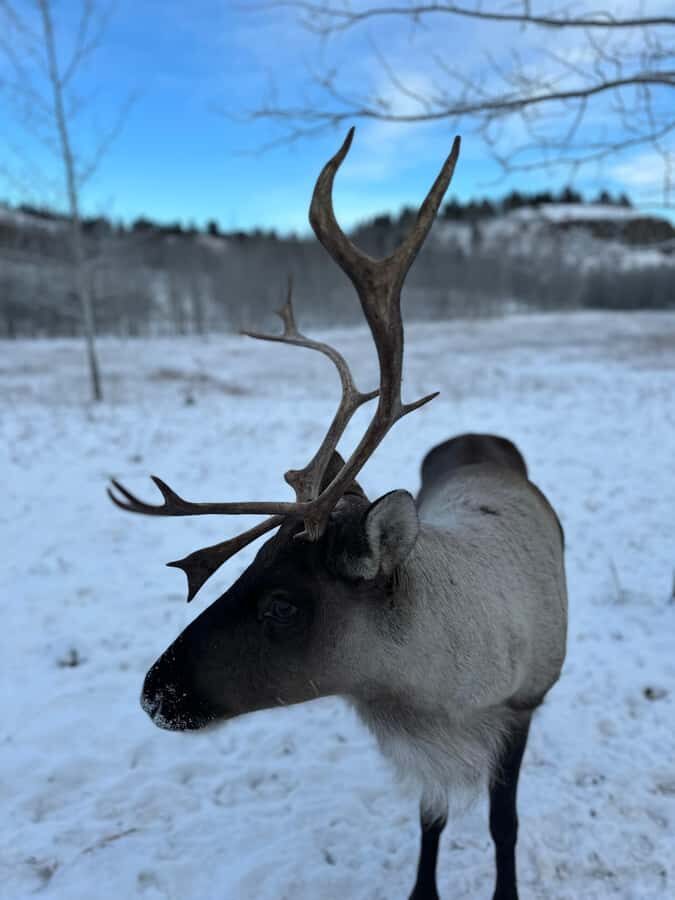 Yukon Wildlife & Nordic Hot Springs Experience - Small group and bilingual guides: the difference you feel