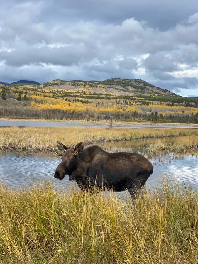 Yukon Wildlife & Nordic Hot Springs Experience - Getting the most out of both halves of the day