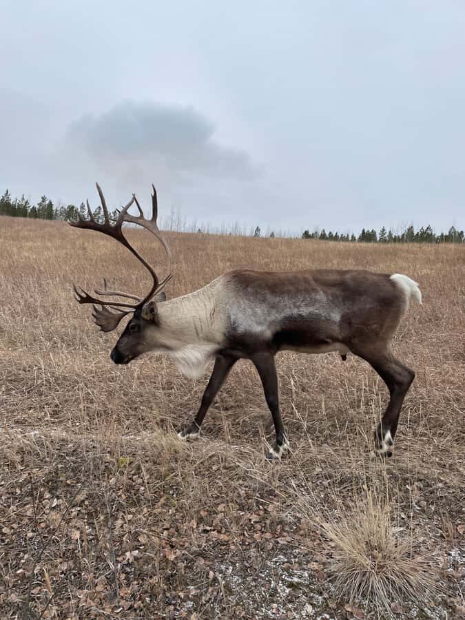 Yukon Wildlife & Nordic Hot Springs Experience - Where you’ll start in Whitehorse: pickup that actually matters