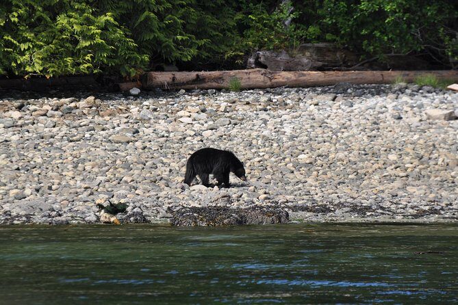 Zodiac Boat Whale and Wildlife 4-Hour Tour from Campbell River - Campbell River and the 4-hour timing: what you’re really buying