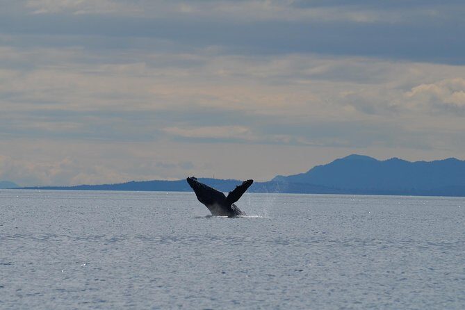 Zodiac Boat Whale and Wildlife 4-Hour Tour from Campbell River - Following the route: Cape Mudge Lighthouse and other scenery chances