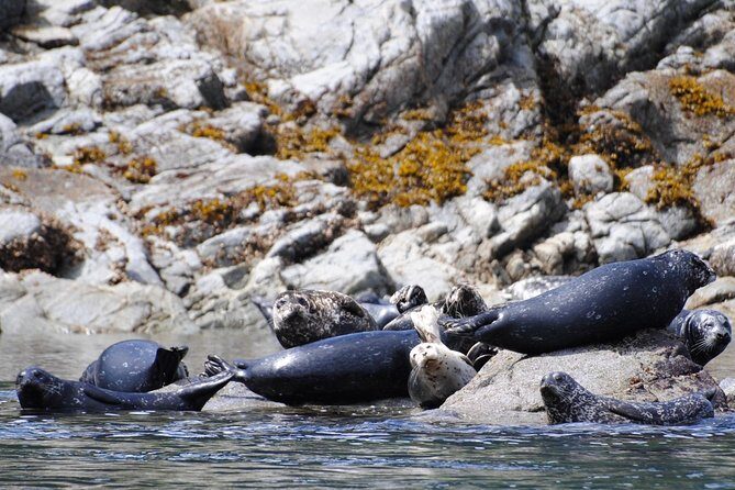 Zodiac Boat Whale and Wildlife 4-Hour Tour from Campbell River - Wildlife viewing the right way: space, patience, and what you might spot