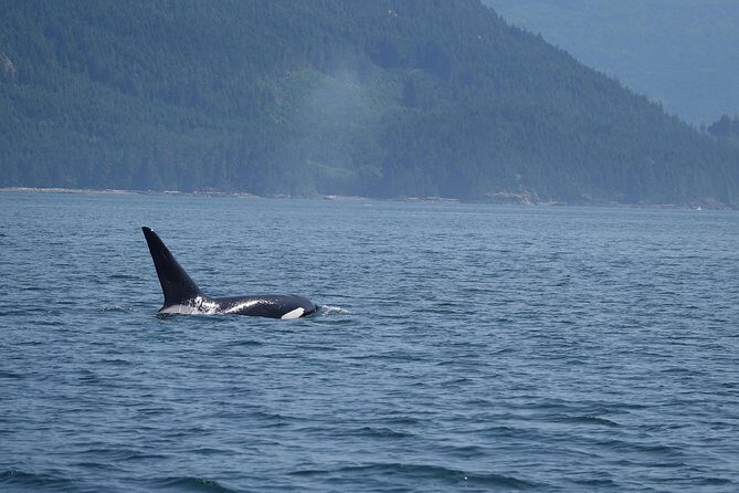 Zodiac Boat Whale and Wildlife 4-Hour Tour from Campbell River - Price and value at $180.44 per person