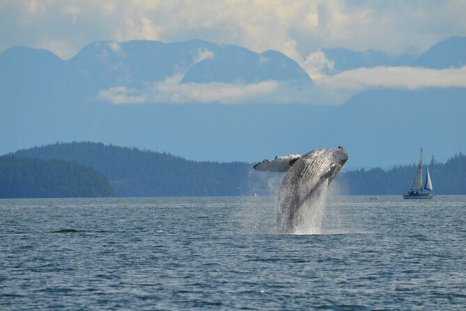 Zodiac Boat Whale and Wildlife 4-Hour Tour from Campbell River - Zodiac boat comfort: floater suit, snacks, and staying ready