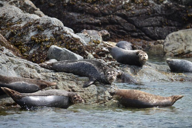 Zodiac Boat Whale and Wildlife 6-Hour Tour from Campbell River - Zodiac boat comfort at the dock: why this setup matters