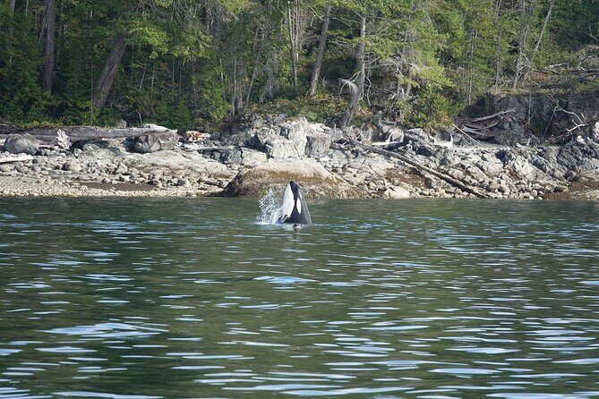 Zodiac Boat Whale and Wildlife 6-Hour Tour from Campbell River - Cape Mudge Lighthouse on Quadra Island: the route twist