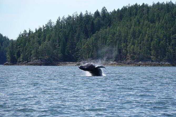 Zodiac Boat Whale and Wildlife 6-Hour Tour from Campbell River - Should you book this zodiac whale and wildlife tour from Campbell River?