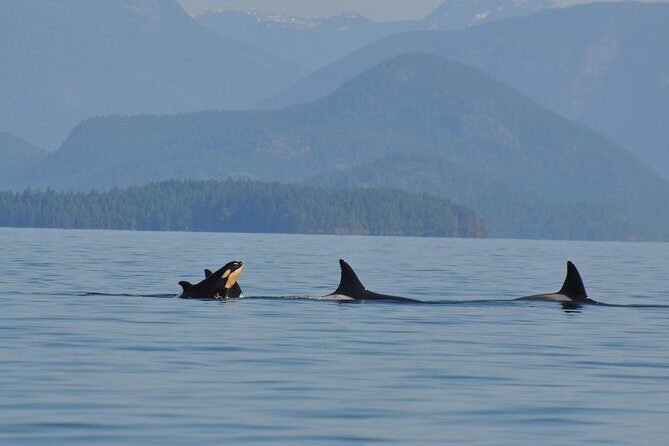 Zodiac Boat Whale and Wildlife 6-Hour Tour from Campbell River - How the 6 hours usually flow: from 9:00 am to lunch-ready