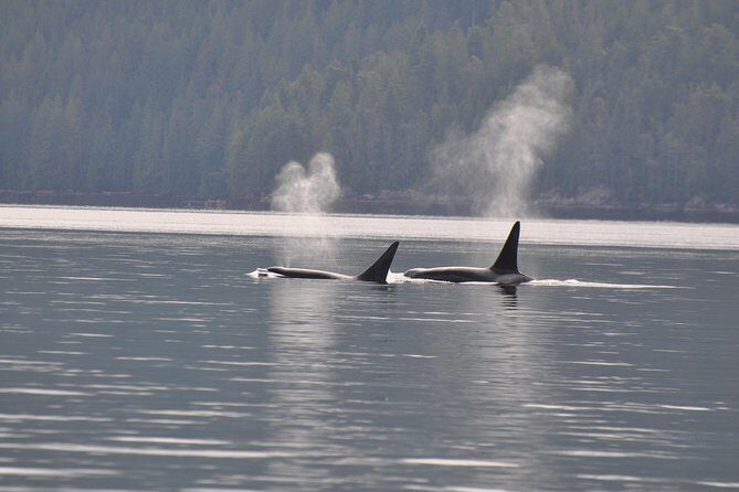 Zodiac Boat Whale and Wildlife 7-8-Hour Tour from Campbell River - The gear setup: survival suits make or break a cold-water day