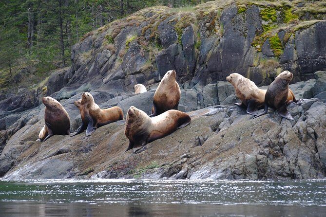 Zodiac Boat Whale and Wildlife 7-8-Hour Tour from Campbell River - Wildlife you can realistically hope to see