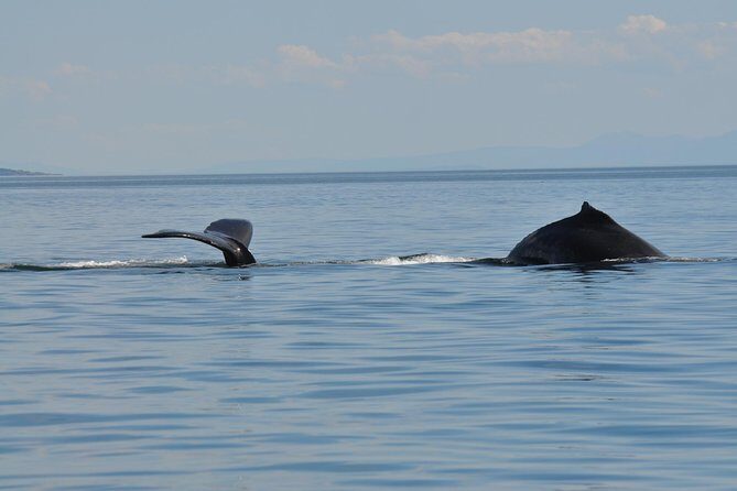 Zodiac Boat Whale and Wildlife 7-8-Hour Tour from Campbell River - The route surprises: Cape Mudge Lighthouse and more depending on wind and wildlife