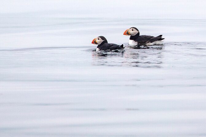 Zodiac Coastal Tour with Naturalist Guide: Lunenburg - Where You Meet the Tour and How to Get Your Bearings Fast