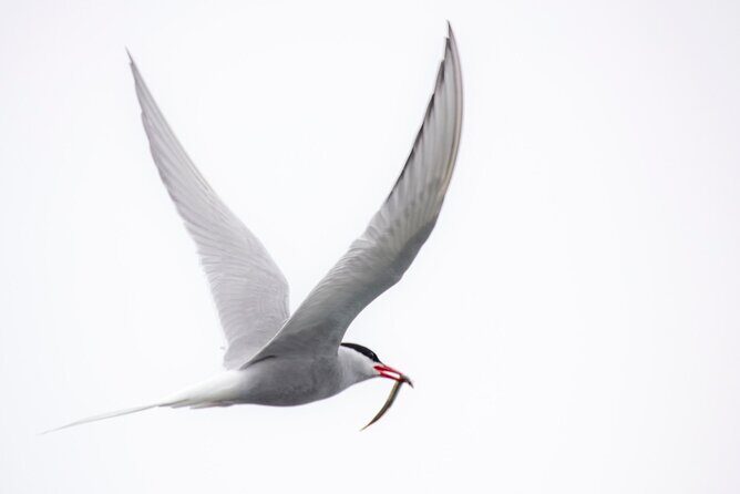 Zodiac Coastal Tour with Naturalist Guide: Lunenburg - Getting Out on Islands: Stretch Your Legs and Explore the Details
