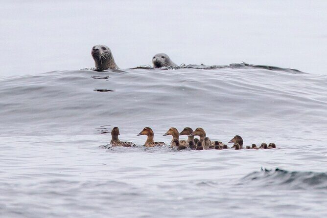 Zodiac Coastal Tour with Naturalist Guide: Lunenburg - What the Refreshments After the Tour Feel Like (and Why They Matter)